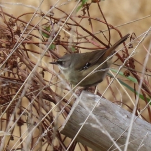 Sericornis frontalis at Fyshwick, ACT - 29 May 2020