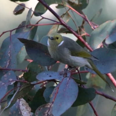 Ptilotula penicillata (White-plumed Honeyeater) at Jerrabomberra Wetlands - 29 May 2020 by RodDeb