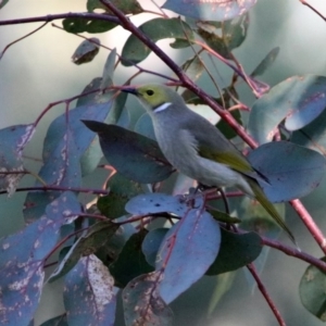 Ptilotula penicillata at Fyshwick, ACT - 29 May 2020