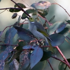 Ptilotula penicillata at Fyshwick, ACT - 29 May 2020