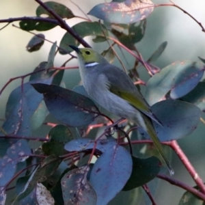 Ptilotula penicillata at Fyshwick, ACT - 29 May 2020