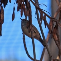 Acanthiza pusilla (Brown Thornbill) at Molonglo Valley, ACT - 30 May 2020 by RodDeb