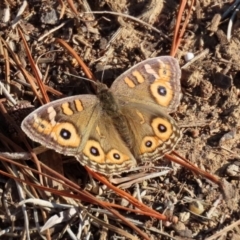 Junonia villida (Meadow Argus) at National Zoo and Aquarium - 30 May 2020 by RodDeb