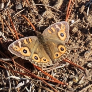 Junonia villida at Molonglo Valley, ACT - 30 May 2020 02:21 PM