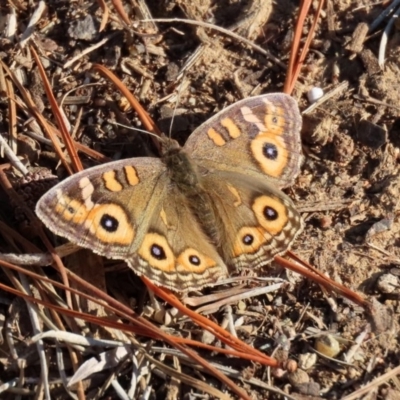 Junonia villida (Meadow Argus) at Molonglo Valley, ACT - 30 May 2020 by RodDeb