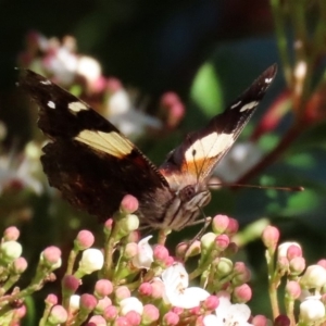 Vanessa itea at Molonglo Valley, ACT - 30 May 2020 12:33 PM