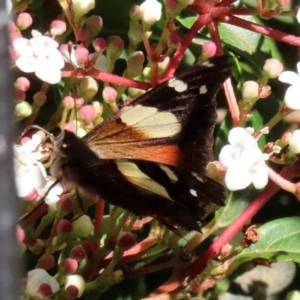 Vanessa itea at Molonglo Valley, ACT - 30 May 2020 12:33 PM