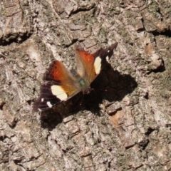 Vanessa itea at Molonglo Valley, ACT - 30 May 2020 12:33 PM