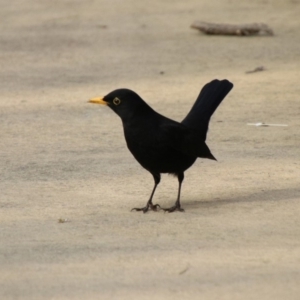 Turdus merula at Molonglo Valley, ACT - 30 May 2020 02:48 PM