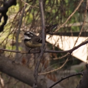 Rhipidura albiscapa at Molonglo Valley, ACT - 30 May 2020