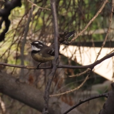 Rhipidura albiscapa (Grey Fantail) at Molonglo Valley, ACT - 30 May 2020 by RodDeb