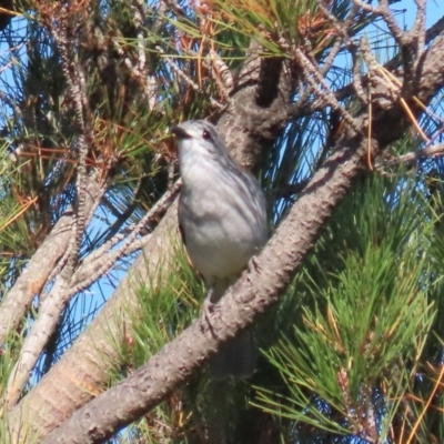 Colluricincla harmonica (Grey Shrikethrush) at National Zoo and Aquarium - 30 May 2020 by RodDeb