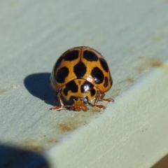 Harmonia conformis (Common Spotted Ladybird) at National Zoo and Aquarium - 30 May 2020 by RodDeb