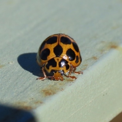 Harmonia conformis (Common Spotted Ladybird) at National Zoo and Aquarium - 30 May 2020 by RodDeb