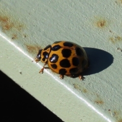 Harmonia conformis at Molonglo Valley, ACT - 30 May 2020