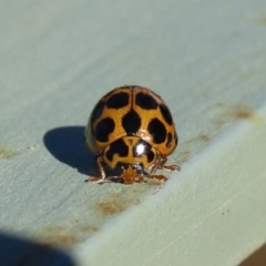 Harmonia conformis at Molonglo Valley, ACT - 30 May 2020