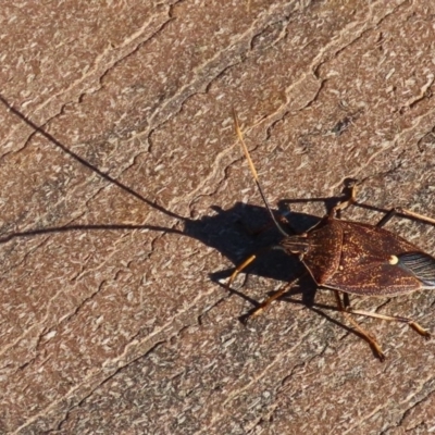 Poecilometis strigatus (Gum Tree Shield Bug) at National Zoo and Aquarium - 30 May 2020 by RodDeb