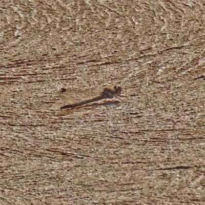 Cordulephya pygmaea (Common Shutwing) at National Zoo and Aquarium - 30 May 2020 by RodDeb