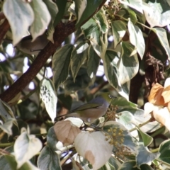 Zosterops lateralis (Silvereye) at Molonglo Valley, ACT - 30 May 2020 by RodDeb