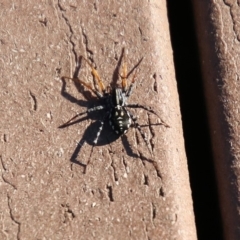 Nyssus coloripes at Molonglo Valley, ACT - 30 May 2020