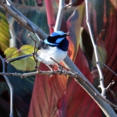 Malurus cyaneus (Superb Fairywren) at Molonglo Valley, ACT - 30 May 2020 by RodDeb