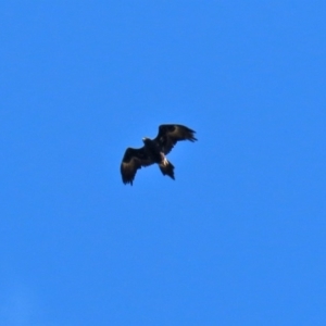 Aquila audax at Molonglo River Reserve - 30 May 2020 02:31 PM