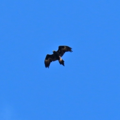 Aquila audax (Wedge-tailed Eagle) at Molonglo Valley, ACT - 30 May 2020 by RodDeb