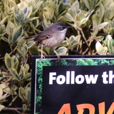 Sericornis frontalis (White-browed Scrubwren) at Molonglo Valley, ACT - 30 May 2020 by RodDeb