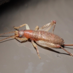 Mogoplistidae (family) at Acton, ACT - 31 May 2020 12:39 PM