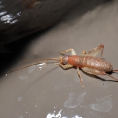 Mogoplistidae (family) at Acton, ACT - 31 May 2020