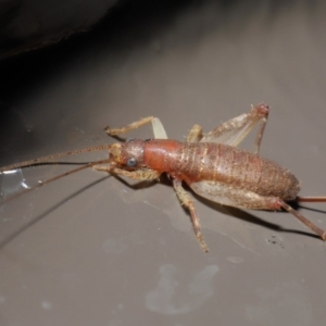 Mogoplistidae (family) at Acton, ACT - 31 May 2020