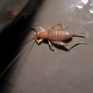 Mogoplistidae (family) at Acton, ACT - 31 May 2020