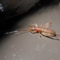 Mogoplistidae (family) at Acton, ACT - 31 May 2020 12:39 PM