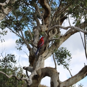 Platycercus elegans at Tuggeranong DC, ACT - 31 May 2020