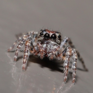 Salticidae (family) at Acton, ACT - 29 May 2020