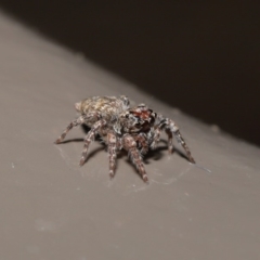 Salticidae (family) at Acton, ACT - 29 May 2020 02:02 PM