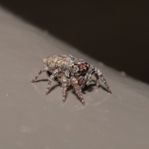 Salticidae (family) at Acton, ACT - 29 May 2020