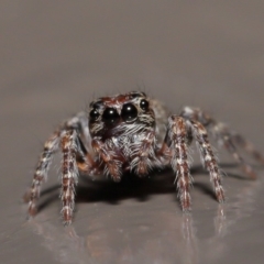 Salticidae (family) at Acton, ACT - 29 May 2020