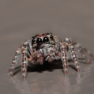 Salticidae (family) at Acton, ACT - 29 May 2020 02:02 PM