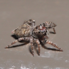 Salticidae (family) at Acton, ACT - 29 May 2020 02:02 PM