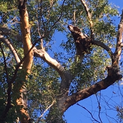Native tree with hollow(s) (Native tree with hollow(s)) at Runnyford, NSW - 31 May 2020 by nickhopkins