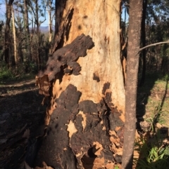 Native tree with hollow(s) at Runnyford, NSW - 31 May 2020 10:05 AM