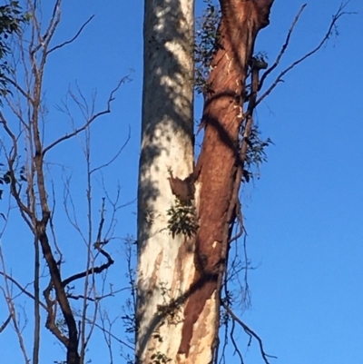 Native tree with hollow(s) (Native tree with hollow(s)) at Mogo State Forest - 31 May 2020 by nickhopkins