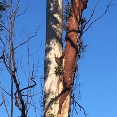 Native tree with hollow(s) (Native tree with hollow(s)) at Runnyford, NSW - 31 May 2020 by nickhopkins