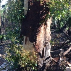 Native tree with hollow(s) at Runnyford, NSW - 31 May 2020 10:14 AM