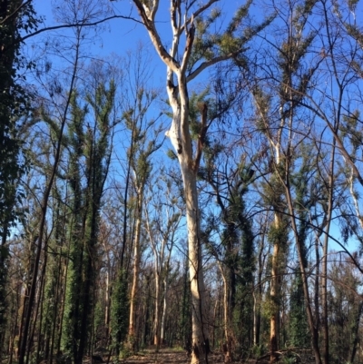 Native tree with hollow(s) (Native tree with hollow(s)) at Mogo State Forest - 31 May 2020 by nickhopkins