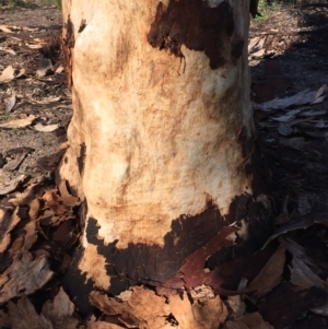 Native tree with hollow(s) at Runnyford, NSW - 31 May 2020