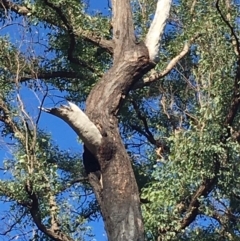 Native tree with hollow(s) (Native tree with hollow(s)) at Mogo, NSW - 31 May 2020 by nickhopkins