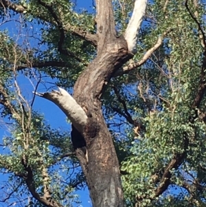 Native tree with hollow(s) at Mogo, NSW - 31 May 2020