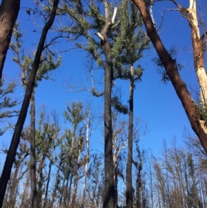 Native tree with hollow(s) at Mogo, NSW - 31 May 2020